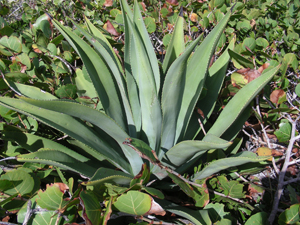 agave